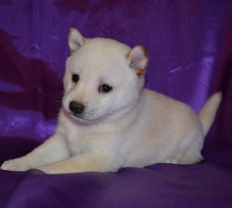 el Shiba Inu es una raza exigente y se siente la necesidad de mantenerse en un estado limpio. Shiba Inus menudo se puede ver lamiendo sus patas y piernas muy parecido a un gato. Shibas suelen ir fuera de lo posible para mantener su pelaje limpio, todavía disfruto nadando y jugando en los charcos. Debido a su naturaleza exigente y orgullosa, cachorros Shiba son fáciles de educar y en muchos casos ellos mismos educar. Tener su dueño simplemente colocarlos fuera después de las comidas y las siestas es generalmente suficiente para enseñar el Shiba Inu el método adecuado para ir al baño.
<br> les estamos dando de forma gratuita,
<br>