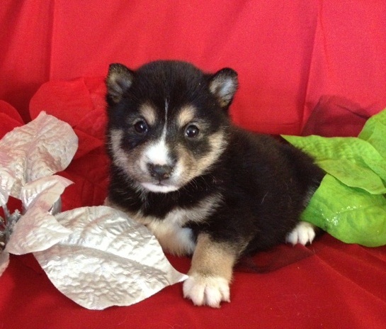 el Shiba Inu es una raza exigente y se siente la necesidad de mantenerse en un estado limpio. Shiba Inus menudo se puede ver lamiendo sus patas y piernas muy parecido a un gato. Shibas suelen ir fuera de lo posible para mantener su pelaje limpio, todavía disfruto nadando y jugando en los charcos. Debido a su naturaleza exigente y orgullosa, cachorros Shiba son fáciles de educar y en muchos casos ellos mismos educar. Tener su dueño simplemente colocarlos fuera después de las comidas y las siestas es generalmente suficiente para enseñar el Shiba Inu el método adecuado para ir al baño.
<br> les estamos dando de forma gratuita,
<br>