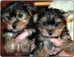 
Precio Yorkshire Terrier...........<strong>$18,000.00   A   $25,000.00  (dependiendo del tamaño, sexo, color y calidad)</strong> <br><br>


100% pura raza, registrados todos los papeles en regla se envian a cualquier parte de la Republica.<br><br> 

<li>Contrato de compraventa<br><br></li>


<li>Seguro de vida gratuito por escrito de 5 años que cubre muerte en caso de cuestiones virales</li>
<br><br>

<li>Garantía de Pureza Racial<br><br></li>

<li>Certificado de registro inicial que extiende la Federación Canófila Mexicana donde los cachorros se entregan con tatuaje y microchip</li>

