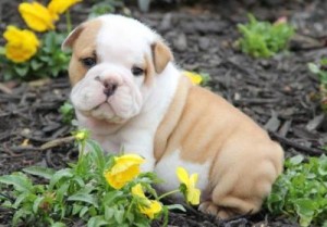 
Precio Bulldog...........<strong>   $35,000.00  A   $60,000.00    (dependiendo la calidad)</strong> <br><br>


100% pura raza, registrados todos los papeles en regla se envian a cualquier parte de la Republica.<br><br> 

<li>Contrato de compraventa<br><br></li>


<li>Seguro de vida gratuito por escrito de 5 años que cubre muerte en caso de cuestiones virales</li>
<br><br>

<li>Garantía de Pureza Racial<br><br></li>

<li>Certificado de registro inicial que extiende la Federación Canófila Mexicana donde los cachorros se entregan con tatuaje y microchip</li>

