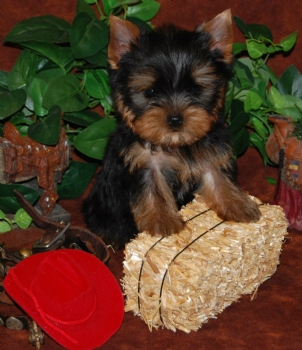 
Precio Yorkshire Terrier...........<strong>$18,000.00   A   $25,000.00  (dependiendo del tamaño, sexo, color y calidad)</strong> <br><br>


100% pura raza, registrados todos los papeles en regla se envian a cualquier parte de la Republica.<br><br> 

<li>Contrato de compraventa<br><br></li>


<li>Seguro de vida gratuito por escrito de 5 años que cubre muerte en caso de cuestiones virales</li>
<br><br>

<li>Garantía de Pureza Racial<br><br></li>

<li>Certificado de registro inicial que extiende la Federación Canófila Mexicana donde los cachorros se entregan con tatuaje y microchip</li>

