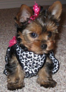 
Precio Yorkshire Terrier...........<strong>$18,000.00   A   $25,000.00  (dependiendo del tamaño, sexo, color y calidad)</strong> <br><br>


100% pura raza, registrados todos los papeles en regla se envian a cualquier parte de la Republica.<br><br> 

<li>Contrato de compraventa<br><br></li>


<li>Seguro de vida gratuito por escrito de 5 años que cubre muerte en caso de cuestiones virales</li>
<br><br>

<li>Garantía de Pureza Racial<br><br></li>

<li>Certificado de registro inicial que extiende la Federación Canófila Mexicana donde los cachorros se entregan con tatuaje y microchip</li>

