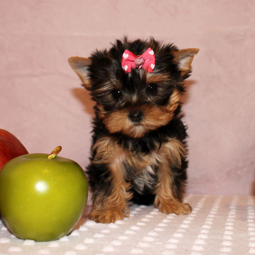 
Precio Yorkshire Terrier...........<strong>$18,000.00   A   $25,000.00  (dependiendo del tamaño, sexo, color y calidad)</strong> <br><br>


100% pura raza, registrados todos los papeles en regla se envian a cualquier parte de la Republica.<br><br> 

<li>Contrato de compraventa<br><br></li>


<li>Seguro de vida gratuito por escrito de 5 años que cubre muerte en caso de cuestiones virales</li>
<br><br>

<li>Garantía de Pureza Racial<br><br></li>

<li>Certificado de registro inicial que extiende la Federación Canófila Mexicana donde los cachorros se entregan con tatuaje y microchip</li>

