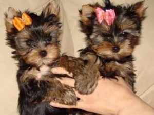 
Precio Yorkshire Terrier...........<strong>$18,000.00   A   $25,000.00  (dependiendo del tamaño, sexo, color y calidad)</strong> <br><br>


100% pura raza, registrados todos los papeles en regla se envian a cualquier parte de la Republica.<br><br> 

<li>Contrato de compraventa<br><br></li>


<li>Seguro de vida gratuito por escrito de 5 años que cubre muerte en caso de cuestiones virales</li>
<br><br>

<li>Garantía de Pureza Racial<br><br></li>

<li>Certificado de registro inicial que extiende la Federación Canófila Mexicana donde los cachorros se entregan con tatuaje y microchip</li>

