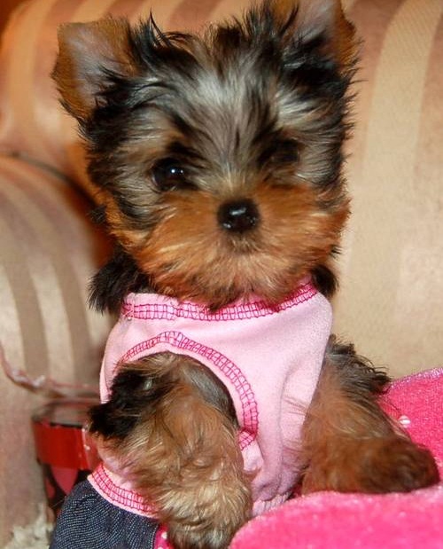 
Precio Yorkshire Terrier...........<strong>$18,000.00   A   $25,000.00  (dependiendo del tamaño, sexo, color y calidad)</strong> <br><br>


100% pura raza, registrados todos los papeles en regla se envian a cualquier parte de la Republica.<br><br> 

<li>Contrato de compraventa<br><br></li>


<li>Seguro de vida gratuito por escrito de 5 años que cubre muerte en caso de cuestiones virales</li>
<br><br>

<li>Garantía de Pureza Racial<br><br></li>

<li>Certificado de registro inicial que extiende la Federación Canófila Mexicana donde los cachorros se entregan con tatuaje y microchip</li>

