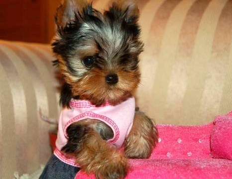 
Precio Yorkshire Terrier...........<strong>$18,000.00   A   $25,000.00  (dependiendo del tamaño, sexo, color y calidad)</strong> <br><br>


100% pura raza, registrados todos los papeles en regla se envian a cualquier parte de la Republica.<br><br> 

<li>Contrato de compraventa<br><br></li>


<li>Seguro de vida gratuito por escrito de 5 años que cubre muerte en caso de cuestiones virales</li>
<br><br>

<li>Garantía de Pureza Racial<br><br></li>

<li>Certificado de registro inicial que extiende la Federación Canófila Mexicana donde los cachorros se entregan con tatuaje y microchip</li>

