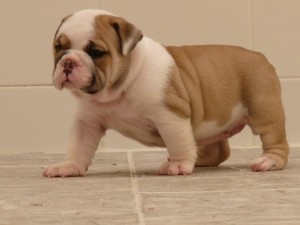 Cachorros de Bulldog para su aprobación