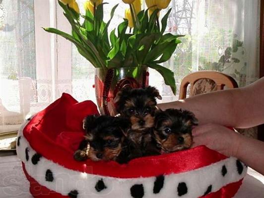 
Precio Yorkshire Terrier...........<strong>$18,000.00   A   $25,000.00  (dependiendo del tamaño, sexo, color y calidad)</strong> <br><br>


100% pura raza, registrados todos los papeles en regla se envian a cualquier parte de la Republica.<br><br> 

<li>Contrato de compraventa<br><br></li>


<li>Seguro de vida gratuito por escrito de 5 años que cubre muerte en caso de cuestiones virales</li>
<br><br>

<li>Garantía de Pureza Racial<br><br></li>

<li>Certificado de registro inicial que extiende la Federación Canófila Mexicana donde los cachorros se entregan con tatuaje y microchip</li>

