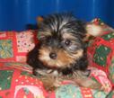 
Precio Yorkshire Terrier...........<strong>$18,000.00   A   $25,000.00  (dependiendo del tamaño, sexo, color y calidad)</strong> <br><br>


100% pura raza, registrados todos los papeles en regla se envian a cualquier parte de la Republica.<br><br> 

<li>Contrato de compraventa<br><br></li>


<li>Seguro de vida gratuito por escrito de 5 años que cubre muerte en caso de cuestiones virales</li>
<br><br>

<li>Garantía de Pureza Racial<br><br></li>

<li>Certificado de registro inicial que extiende la Federación Canófila Mexicana donde los cachorros se entregan con tatuaje y microchip</li>

