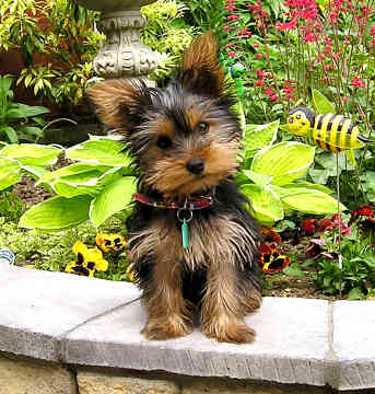 
Precio Yorkshire Terrier...........<strong>$18,000.00   A   $25,000.00  (dependiendo del tamaño, sexo, color y calidad)</strong> <br><br>


100% pura raza, registrados todos los papeles en regla se envian a cualquier parte de la Republica.<br><br> 

<li>Contrato de compraventa<br><br></li>


<li>Seguro de vida gratuito por escrito de 5 años que cubre muerte en caso de cuestiones virales</li>
<br><br>

<li>Garantía de Pureza Racial<br><br></li>

<li>Certificado de registro inicial que extiende la Federación Canófila Mexicana donde los cachorros se entregan con tatuaje y microchip</li>

