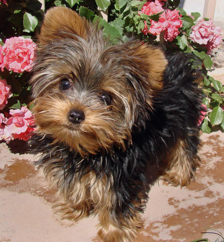 
Precio Yorkshire Terrier...........<strong>$18,000.00   A   $25,000.00  (dependiendo del tamaño, sexo, color y calidad)</strong> <br><br>


100% pura raza, registrados todos los papeles en regla se envian a cualquier parte de la Republica.<br><br> 

<li>Contrato de compraventa<br><br></li>


<li>Seguro de vida gratuito por escrito de 5 años que cubre muerte en caso de cuestiones virales</li>
<br><br>

<li>Garantía de Pureza Racial<br><br></li>

<li>Certificado de registro inicial que extiende la Federación Canófila Mexicana donde los cachorros se entregan con tatuaje y microchip</li>

