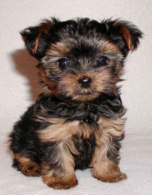 
Precio Yorkshire Terrier...........<strong>$18,000.00   A   $25,000.00  (dependiendo del tamaño, sexo, color y calidad)</strong> <br><br>


100% pura raza, registrados todos los papeles en regla se envian a cualquier parte de la Republica.<br><br> 

<li>Contrato de compraventa<br><br></li>


<li>Seguro de vida gratuito por escrito de 5 años que cubre muerte en caso de cuestiones virales</li>
<br><br>

<li>Garantía de Pureza Racial<br><br></li>

<li>Certificado de registro inicial que extiende la Federación Canófila Mexicana donde los cachorros se entregan con tatuaje y microchip</li>

