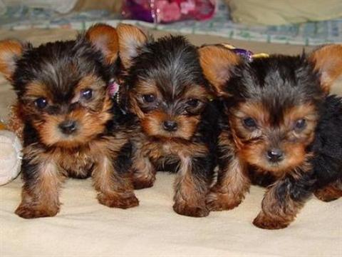 
Precio Yorkshire Terrier...........<strong>$18,000.00   A   $25,000.00  (dependiendo del tamaño, sexo, color y calidad)</strong> <br><br>


100% pura raza, registrados todos los papeles en regla se envian a cualquier parte de la Republica.<br><br> 

<li>Contrato de compraventa<br><br></li>


<li>Seguro de vida gratuito por escrito de 5 años que cubre muerte en caso de cuestiones virales</li>
<br><br>

<li>Garantía de Pureza Racial<br><br></li>

<li>Certificado de registro inicial que extiende la Federación Canófila Mexicana donde los cachorros se entregan con tatuaje y microchip</li>

