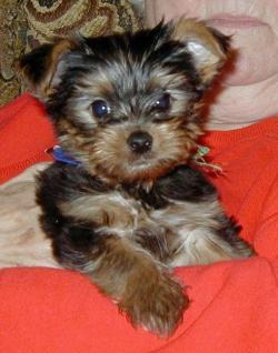 
Precio Yorkshire Terrier...........<strong>$18,000.00   A   $25,000.00  (dependiendo del tamaño, sexo, color y calidad)</strong> <br><br>


100% pura raza, registrados todos los papeles en regla se envian a cualquier parte de la Republica.<br><br> 

<li>Contrato de compraventa<br><br></li>


<li>Seguro de vida gratuito por escrito de 5 años que cubre muerte en caso de cuestiones virales</li>
<br><br>

<li>Garantía de Pureza Racial<br><br></li>

<li>Certificado de registro inicial que extiende la Federación Canófila Mexicana donde los cachorros se entregan con tatuaje y microchip</li>

