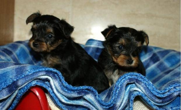 
Precio Yorkshire Terrier...........<strong>$18,000.00   A   $25,000.00  (dependiendo del tamaño, sexo, color y calidad)</strong> <br><br>


100% pura raza, registrados todos los papeles en regla se envian a cualquier parte de la Republica.<br><br> 

<li>Contrato de compraventa<br><br></li>


<li>Seguro de vida gratuito por escrito de 5 años que cubre muerte en caso de cuestiones virales</li>
<br><br>

<li>Garantía de Pureza Racial<br><br></li>

<li>Certificado de registro inicial que extiende la Federación Canófila Mexicana donde los cachorros se entregan con tatuaje y microchip</li>

