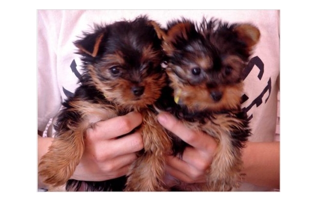 
Precio Yorkshire Terrier...........<strong>$18,000.00   A   $25,000.00  (dependiendo del tamaño, sexo, color y calidad)</strong> <br><br>


100% pura raza, registrados todos los papeles en regla se envian a cualquier parte de la Republica.<br><br> 

<li>Contrato de compraventa<br><br></li>


<li>Seguro de vida gratuito por escrito de 5 años que cubre muerte en caso de cuestiones virales</li>
<br><br>

<li>Garantía de Pureza Racial<br><br></li>

<li>Certificado de registro inicial que extiende la Federación Canófila Mexicana donde los cachorros se entregan con tatuaje y microchip</li>

