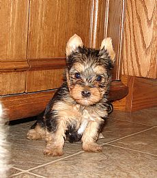 
Precio Yorkshire Terrier...........<strong>$18,000.00   A   $25,000.00  (dependiendo del tamaño, sexo, color y calidad)</strong> <br><br>


100% pura raza, registrados todos los papeles en regla se envian a cualquier parte de la Republica.<br><br> 

<li>Contrato de compraventa<br><br></li>


<li>Seguro de vida gratuito por escrito de 5 años que cubre muerte en caso de cuestiones virales</li>
<br><br>

<li>Garantía de Pureza Racial<br><br></li>

<li>Certificado de registro inicial que extiende la Federación Canófila Mexicana donde los cachorros se entregan con tatuaje y microchip</li>

