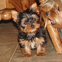 
Precio Yorkshire Terrier...........<strong>$18,000.00   A   $25,000.00  (dependiendo del tamaño, sexo, color y calidad)</strong> <br><br>


100% pura raza, registrados todos los papeles en regla se envian a cualquier parte de la Republica.<br><br> 

<li>Contrato de compraventa<br><br></li>


<li>Seguro de vida gratuito por escrito de 5 años que cubre muerte en caso de cuestiones virales</li>
<br><br>

<li>Garantía de Pureza Racial<br><br></li>

<li>Certificado de registro inicial que extiende la Federación Canófila Mexicana donde los cachorros se entregan con tatuaje y microchip</li>

