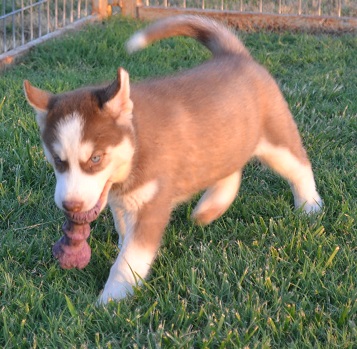 Blue Eye SIBERIAN HUSKY CACHORROS PARA SU APROBACIÓN