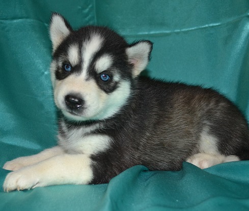 Blue Eye SIBERIAN HUSKY CACHORROS PARA SU APROBACIÓN