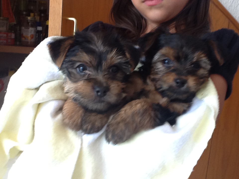 
Precio Yorkshire Terrier...........<strong>$18,000.00   A   $25,000.00  (dependiendo del tamaño, sexo, color y calidad)</strong> <br><br>


100% pura raza, registrados todos los papeles en regla se envian a cualquier parte de la Republica.<br><br> 

<li>Contrato de compraventa<br><br></li>


<li>Seguro de vida gratuito por escrito de 5 años que cubre muerte en caso de cuestiones virales</li>
<br><br>

<li>Garantía de Pureza Racial<br><br></li>

<li>Certificado de registro inicial que extiende la Federación Canófila Mexicana donde los cachorros se entregan con tatuaje y microchip</li>

