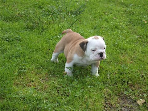 
Precio Bulldog...........<strong>   $35,000.00  A   $60,000.00    (dependiendo la calidad)</strong> <br><br>


100% pura raza, registrados todos los papeles en regla se envian a cualquier parte de la Republica.<br><br> 

<li>Contrato de compraventa<br><br></li>


<li>Seguro de vida gratuito por escrito de 5 años que cubre muerte en caso de cuestiones virales</li>
<br><br>

<li>Garantía de Pureza Racial<br><br></li>

<li>Certificado de registro inicial que extiende la Federación Canófila Mexicana donde los cachorros se entregan con tatuaje y microchip</li>

