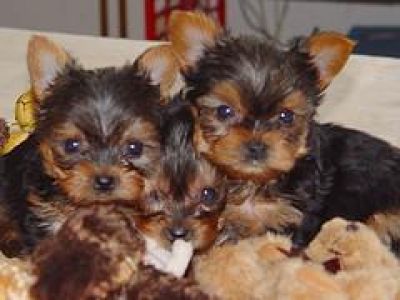 
Precio Yorkshire Terrier...........<strong>$18,000.00   A   $25,000.00  (dependiendo del tamaño, sexo, color y calidad)</strong> <br><br>


100% pura raza, registrados todos los papeles en regla se envian a cualquier parte de la Republica.<br><br> 

<li>Contrato de compraventa<br><br></li>


<li>Seguro de vida gratuito por escrito de 5 años que cubre muerte en caso de cuestiones virales</li>
<br><br>

<li>Garantía de Pureza Racial<br><br></li>

<li>Certificado de registro inicial que extiende la Federación Canófila Mexicana donde los cachorros se entregan con tatuaje y microchip</li>

