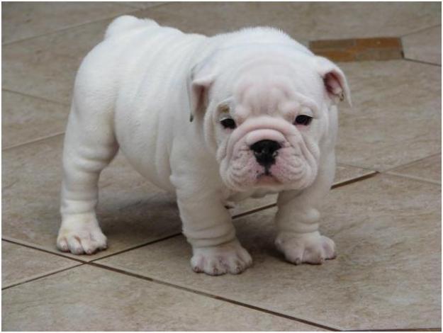 -BULLDOG INGLES CACHORROS DISPONIBLES