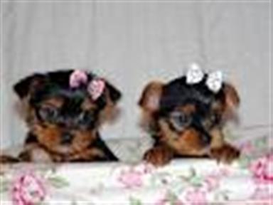 
Precio Yorkshire Terrier...........<strong>$18,000.00   A   $25,000.00  (dependiendo del tamaño, sexo, color y calidad)</strong> <br><br>


100% pura raza, registrados todos los papeles en regla se envian a cualquier parte de la Republica.<br><br> 

<li>Contrato de compraventa<br><br></li>


<li>Seguro de vida gratuito por escrito de 5 años que cubre muerte en caso de cuestiones virales</li>
<br><br>

<li>Garantía de Pureza Racial<br><br></li>

<li>Certificado de registro inicial que extiende la Federación Canófila Mexicana donde los cachorros se entregan con tatuaje y microchip</li>

