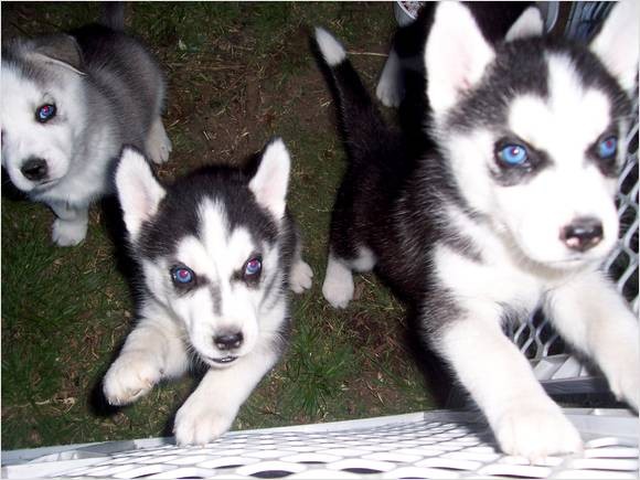 bonitas Husky siberiano cachorros para adopción