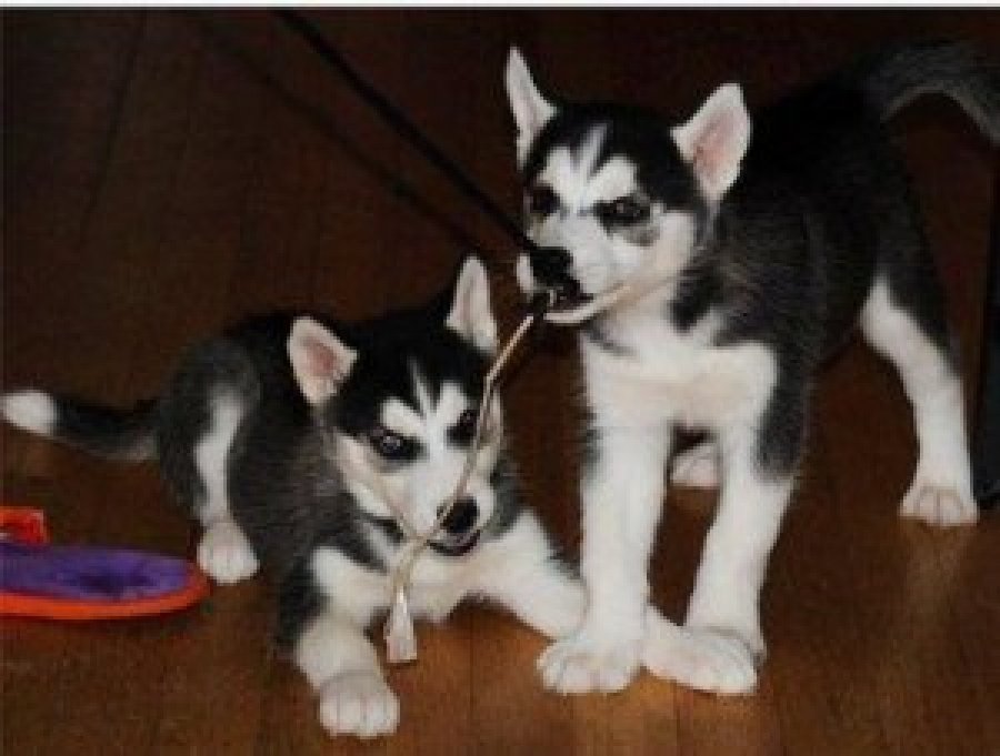 bonitas Husky siberiano cachorros para adopción