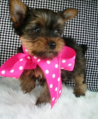 
Precio Yorkshire Terrier...........<strong>$18,000.00   A   $25,000.00  (dependiendo del tamaño, sexo, color y calidad)</strong> <br><br>


100% pura raza, registrados todos los papeles en regla se envian a cualquier parte de la Republica.<br><br> 

<li>Contrato de compraventa<br><br></li>


<li>Seguro de vida gratuito por escrito de 5 años que cubre muerte en caso de cuestiones virales</li>
<br><br>

<li>Garantía de Pureza Racial<br><br></li>

<li>Certificado de registro inicial que extiende la Federación Canófila Mexicana donde los cachorros se entregan con tatuaje y microchip</li>

