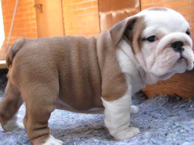  Dulce y muy encantadora cachorros bulldog Inglés para la venta