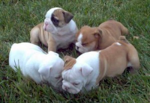  Bulldog Inglés cachorros