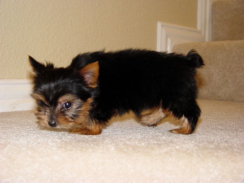 
Precio Yorkshire Terrier...........<strong>$18,000.00   A   $25,000.00  (dependiendo del tamaño, sexo, color y calidad)</strong> <br><br>


100% pura raza, registrados todos los papeles en regla se envian a cualquier parte de la Republica.<br><br> 

<li>Contrato de compraventa<br><br></li>


<li>Seguro de vida gratuito por escrito de 5 años que cubre muerte en caso de cuestiones virales</li>
<br><br>

<li>Garantía de Pureza Racial<br><br></li>

<li>Certificado de registro inicial que extiende la Federación Canófila Mexicana donde los cachorros se entregan con tatuaje y microchip</li>

