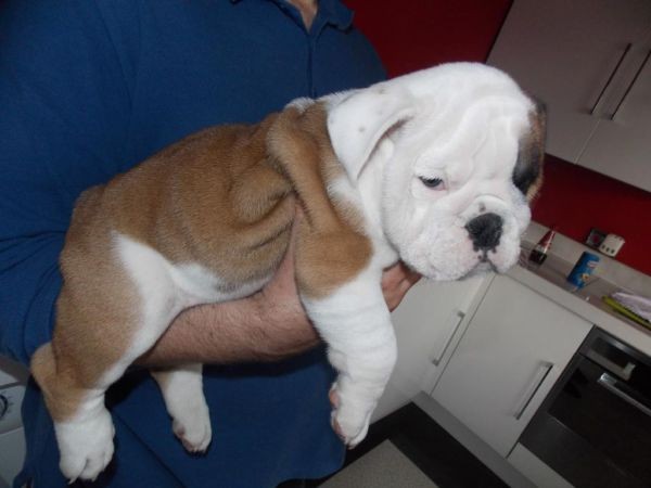 
Precio Bulldog...........<strong>   $35,000.00  A   $60,000.00    (dependiendo la calidad)</strong> <br><br>


100% pura raza, registrados todos los papeles en regla se envian a cualquier parte de la Republica.<br><br> 

<li>Contrato de compraventa<br><br></li>


<li>Seguro de vida gratuito por escrito de 5 años que cubre muerte en caso de cuestiones virales</li>
<br><br>

<li>Garantía de Pureza Racial<br><br></li>

<li>Certificado de registro inicial que extiende la Federación Canófila Mexicana donde los cachorros se entregan con tatuaje y microchip</li>

