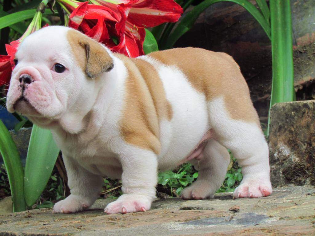 
Precio Bulldog...........<strong>   $35,000.00  A   $60,000.00    (dependiendo la calidad)</strong> <br><br>


100% pura raza, registrados todos los papeles en regla se envian a cualquier parte de la Republica.<br><br> 

<li>Contrato de compraventa<br><br></li>


<li>Seguro de vida gratuito por escrito de 5 años que cubre muerte en caso de cuestiones virales</li>
<br><br>

<li>Garantía de Pureza Racial<br><br></li>

<li>Certificado de registro inicial que extiende la Federación Canófila Mexicana donde los cachorros se entregan con tatuaje y microchip</li>

