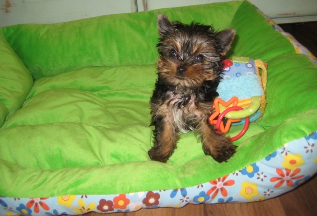 
Precio Yorkshire Terrier...........<strong>$18,000.00   A   $25,000.00  (dependiendo del tamaño, sexo, color y calidad)</strong> <br><br>


100% pura raza, registrados todos los papeles en regla se envian a cualquier parte de la Republica.<br><br> 

<li>Contrato de compraventa<br><br></li>


<li>Seguro de vida gratuito por escrito de 5 años que cubre muerte en caso de cuestiones virales</li>
<br><br>

<li>Garantía de Pureza Racial<br><br></li>

<li>Certificado de registro inicial que extiende la Federación Canófila Mexicana donde los cachorros se entregan con tatuaje y microchip</li>

