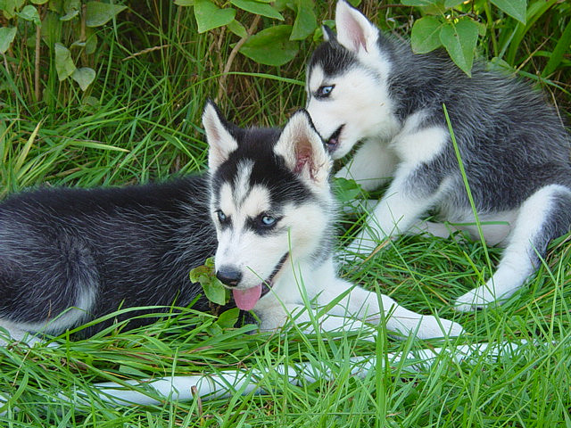 Cachorros Siberian Husky para su adopción.