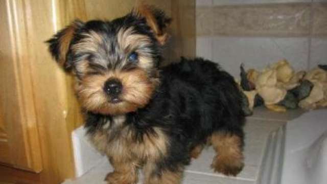 
Precio Yorkshire Terrier...........<strong>$18,000.00   A   $25,000.00  (dependiendo del tamaño, sexo, color y calidad)</strong> <br><br>


100% pura raza, registrados todos los papeles en regla se envian a cualquier parte de la Republica.<br><br> 

<li>Contrato de compraventa<br><br></li>


<li>Seguro de vida gratuito por escrito de 5 años que cubre muerte en caso de cuestiones virales</li>
<br><br>

<li>Garantía de Pureza Racial<br><br></li>

<li>Certificado de registro inicial que extiende la Federación Canófila Mexicana donde los cachorros se entregan con tatuaje y microchip</li>

