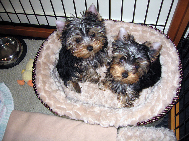 
Precio Yorkshire Terrier...........<strong>$18,000.00   A   $25,000.00  (dependiendo del tamaño, sexo, color y calidad)</strong> <br><br>


100% pura raza, registrados todos los papeles en regla se envian a cualquier parte de la Republica.<br><br> 

<li>Contrato de compraventa<br><br></li>


<li>Seguro de vida gratuito por escrito de 5 años que cubre muerte en caso de cuestiones virales</li>
<br><br>

<li>Garantía de Pureza Racial<br><br></li>

<li>Certificado de registro inicial que extiende la Federación Canófila Mexicana donde los cachorros se entregan con tatuaje y microchip</li>

