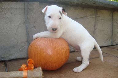 -Cachorros bull terrier macho y hembra