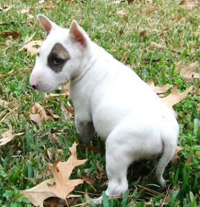 
Precio Bull Terrier...........<strong>    $18,000.00  A   $25,000.00    ( dependiendo tamaño y color)</strong> <br><br>


100% pura raza, registrados todos los papeles en regla se envian a cualquier parte de la Republica.<br><br> 

<li>Contrato de compraventa<br><br></li>


<li>Seguro de vida gratuito por escrito de 5 años que cubre muerte en caso de cuestiones virales</li>
<br><br>

<li>Garantía de Pureza Racial<br><br></li>

<li>Certificado de registro inicial que extiende la Federación Canófila Mexicana donde los cachorros se entregan con tatuaje y microchip</li>

