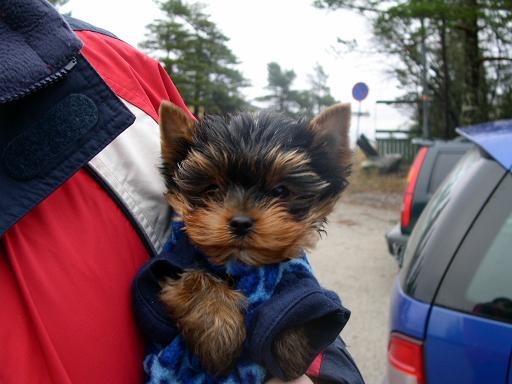 
Precio Yorkshire Terrier...........<strong>$18,000.00   A   $25,000.00  (dependiendo del tamaño, sexo, color y calidad)</strong> <br><br>


100% pura raza, registrados todos los papeles en regla se envian a cualquier parte de la Republica.<br><br> 

<li>Contrato de compraventa<br><br></li>


<li>Seguro de vida gratuito por escrito de 5 años que cubre muerte en caso de cuestiones virales</li>
<br><br>

<li>Garantía de Pureza Racial<br><br></li>

<li>Certificado de registro inicial que extiende la Federación Canófila Mexicana donde los cachorros se entregan con tatuaje y microchip</li>

