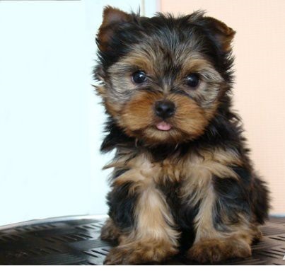 
Precio Yorkshire Terrier...........<strong>$18,000.00   A   $25,000.00  (dependiendo del tamaño, sexo, color y calidad)</strong> <br><br>


100% pura raza, registrados todos los papeles en regla se envian a cualquier parte de la Republica.<br><br> 

<li>Contrato de compraventa<br><br></li>


<li>Seguro de vida gratuito por escrito de 5 años que cubre muerte en caso de cuestiones virales</li>
<br><br>

<li>Garantía de Pureza Racial<br><br></li>

<li>Certificado de registro inicial que extiende la Federación Canófila Mexicana donde los cachorros se entregan con tatuaje y microchip</li>

