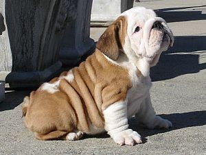 
Precio Bulldog...........<strong>   $35,000.00  A   $60,000.00    (dependiendo la calidad)</strong> <br><br>


100% pura raza, registrados todos los papeles en regla se envian a cualquier parte de la Republica.<br><br> 

<li>Contrato de compraventa<br><br></li>


<li>Seguro de vida gratuito por escrito de 5 años que cubre muerte en caso de cuestiones virales</li>
<br><br>

<li>Garantía de Pureza Racial<br><br></li>

<li>Certificado de registro inicial que extiende la Federación Canófila Mexicana donde los cachorros se entregan con tatuaje y microchip</li>

