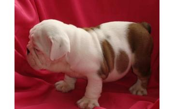 
Precio Bulldog...........<strong>   $35,000.00  A   $60,000.00    (dependiendo la calidad)</strong> <br><br>


100% pura raza, registrados todos los papeles en regla se envian a cualquier parte de la Republica.<br><br> 

<li>Contrato de compraventa<br><br></li>


<li>Seguro de vida gratuito por escrito de 5 años que cubre muerte en caso de cuestiones virales</li>
<br><br>

<li>Garantía de Pureza Racial<br><br></li>

<li>Certificado de registro inicial que extiende la Federación Canófila Mexicana donde los cachorros se entregan con tatuaje y microchip</li>

