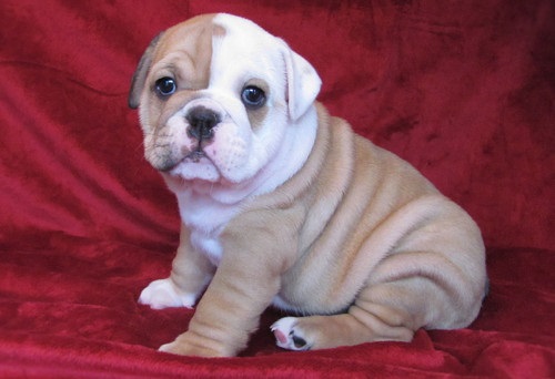 
Precio Bulldog...........<strong>   $35,000.00  A   $60,000.00    (dependiendo la calidad)</strong> <br><br>


100% pura raza, registrados todos los papeles en regla se envian a cualquier parte de la Republica.<br><br> 

<li>Contrato de compraventa<br><br></li>


<li>Seguro de vida gratuito por escrito de 5 años que cubre muerte en caso de cuestiones virales</li>
<br><br>

<li>Garantía de Pureza Racial<br><br></li>

<li>Certificado de registro inicial que extiende la Federación Canófila Mexicana donde los cachorros se entregan con tatuaje y microchip</li>

