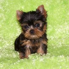 
Precio Yorkshire Terrier...........<strong>$18,000.00   A   $25,000.00  (dependiendo del tamaño, sexo, color y calidad)</strong> <br><br>


100% pura raza, registrados todos los papeles en regla se envian a cualquier parte de la Republica.<br><br> 

<li>Contrato de compraventa<br><br></li>


<li>Seguro de vida gratuito por escrito de 5 años que cubre muerte en caso de cuestiones virales</li>
<br><br>

<li>Garantía de Pureza Racial<br><br></li>

<li>Certificado de registro inicial que extiende la Federación Canófila Mexicana donde los cachorros se entregan con tatuaje y microchip</li>

