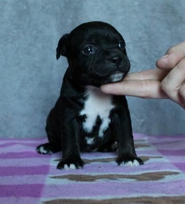 
Precio Bull Terrier...........<strong>    $18,000.00  A   $25,000.00    ( dependiendo tamaño y color)</strong> <br><br>


100% pura raza, registrados todos los papeles en regla se envian a cualquier parte de la Republica.<br><br> 

<li>Contrato de compraventa<br><br></li>


<li>Seguro de vida gratuito por escrito de 5 años que cubre muerte en caso de cuestiones virales</li>
<br><br>

<li>Garantía de Pureza Racial<br><br></li>

<li>Certificado de registro inicial que extiende la Federación Canófila Mexicana donde los cachorros se entregan con tatuaje y microchip</li>

